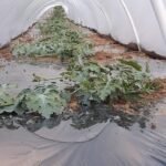 Agroplast 180=180/20/1000 απλό φιλμ διαφανές χαμηλής κάλυψης