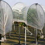 greenhouse03