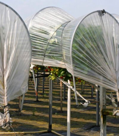 greenhouse03