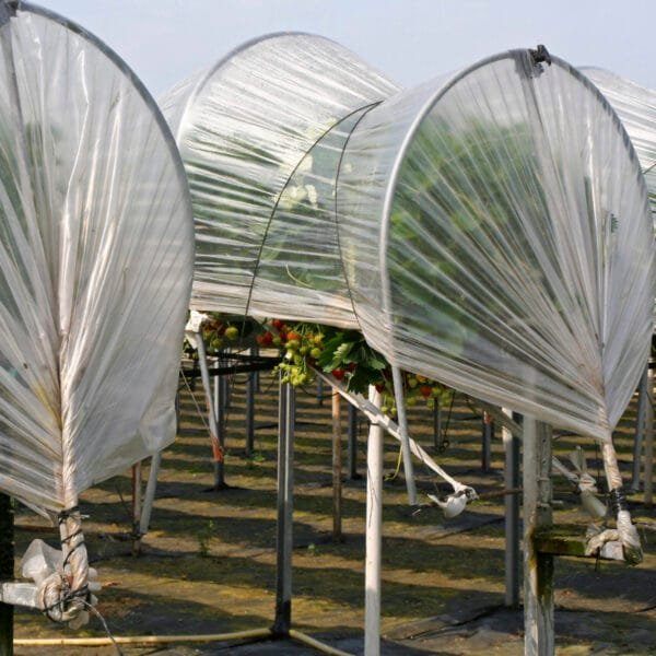 greenhouse03