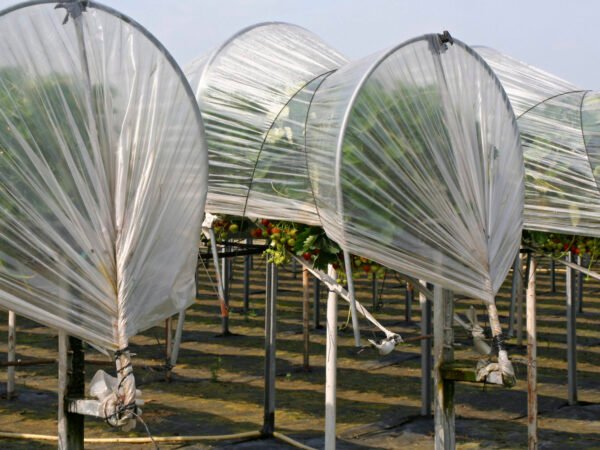 greenhouse03