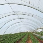 reytec STRAWBERRY