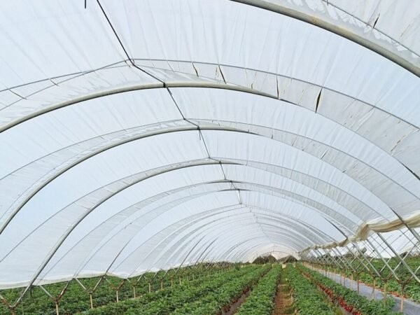 reytec STRAWBERRY