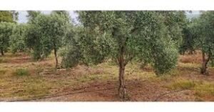 στάγδην άρδευση ελιάς